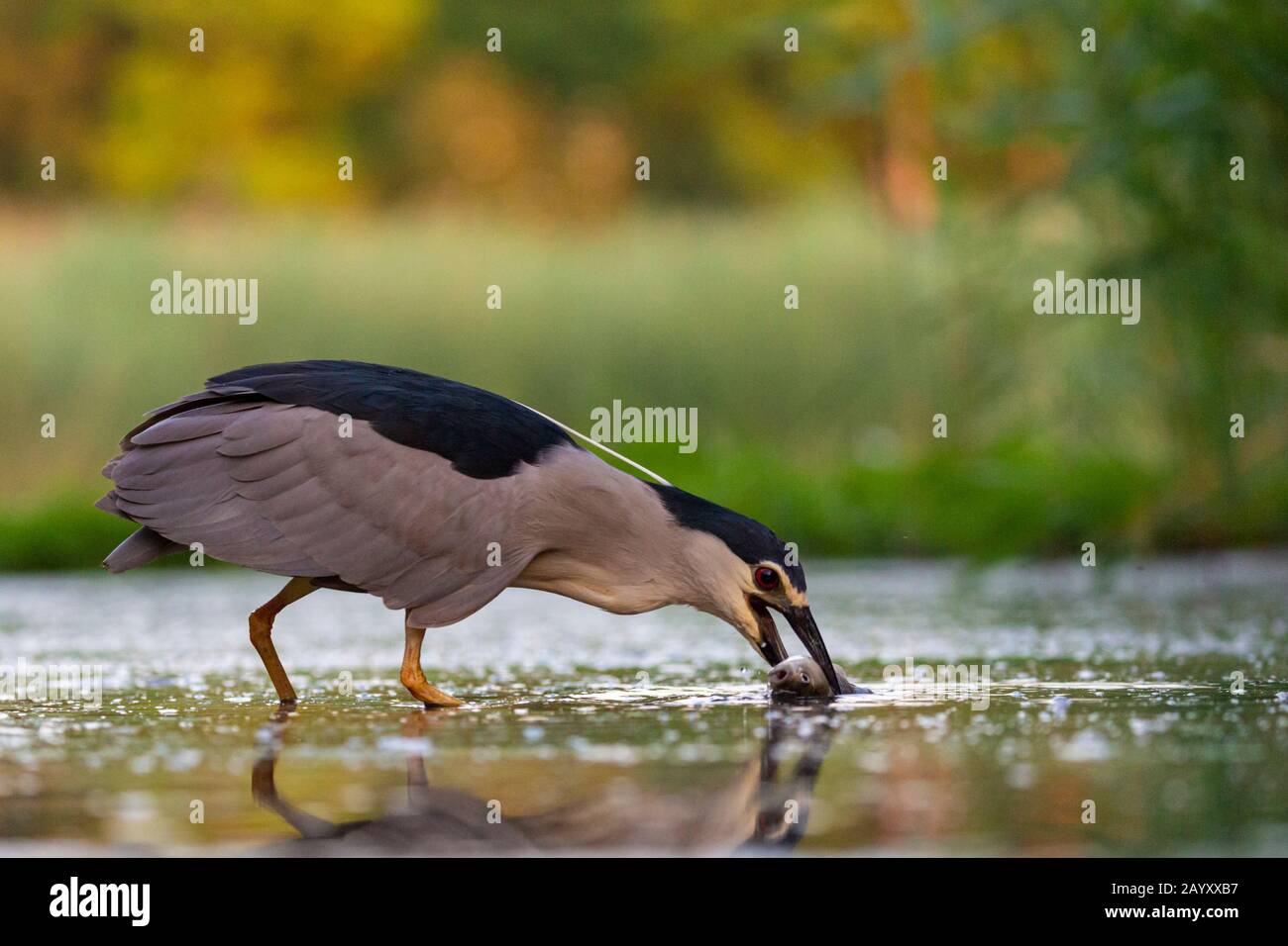Schwarz-bekrönter Nachtreiher, Nycticorax nycticorax, Fang einen Fisch, Kiskunsági Nemzeti Nationalpark, ungarn Stockfoto