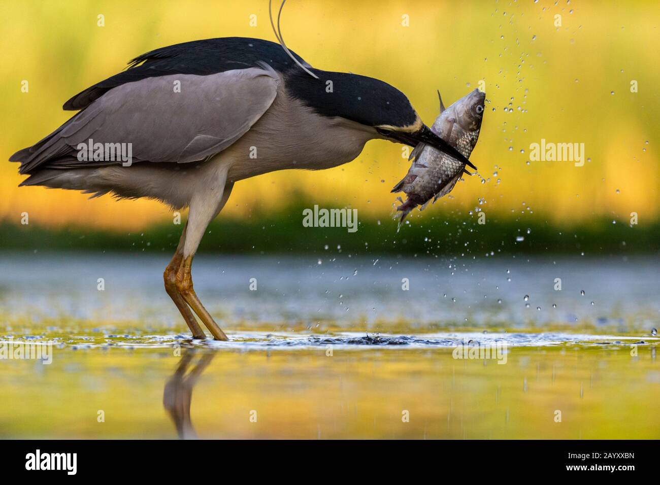 Schwarz-bekrönter Nachtreiher, Nycticorax nycticorax, Fang einen Fisch, Kiskunsági Nemzeti Nationalpark, ungarn Stockfoto