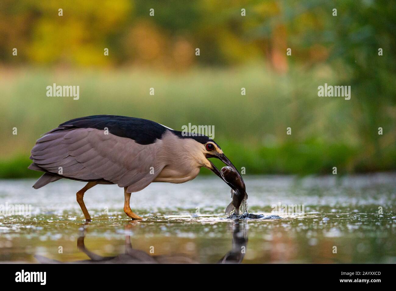 Schwarz-bekrönter Nachtreiher, Nycticorax nycticorax, Fang einen Fisch, Kiskunsági Nemzeti Nationalpark, ungarn Stockfoto