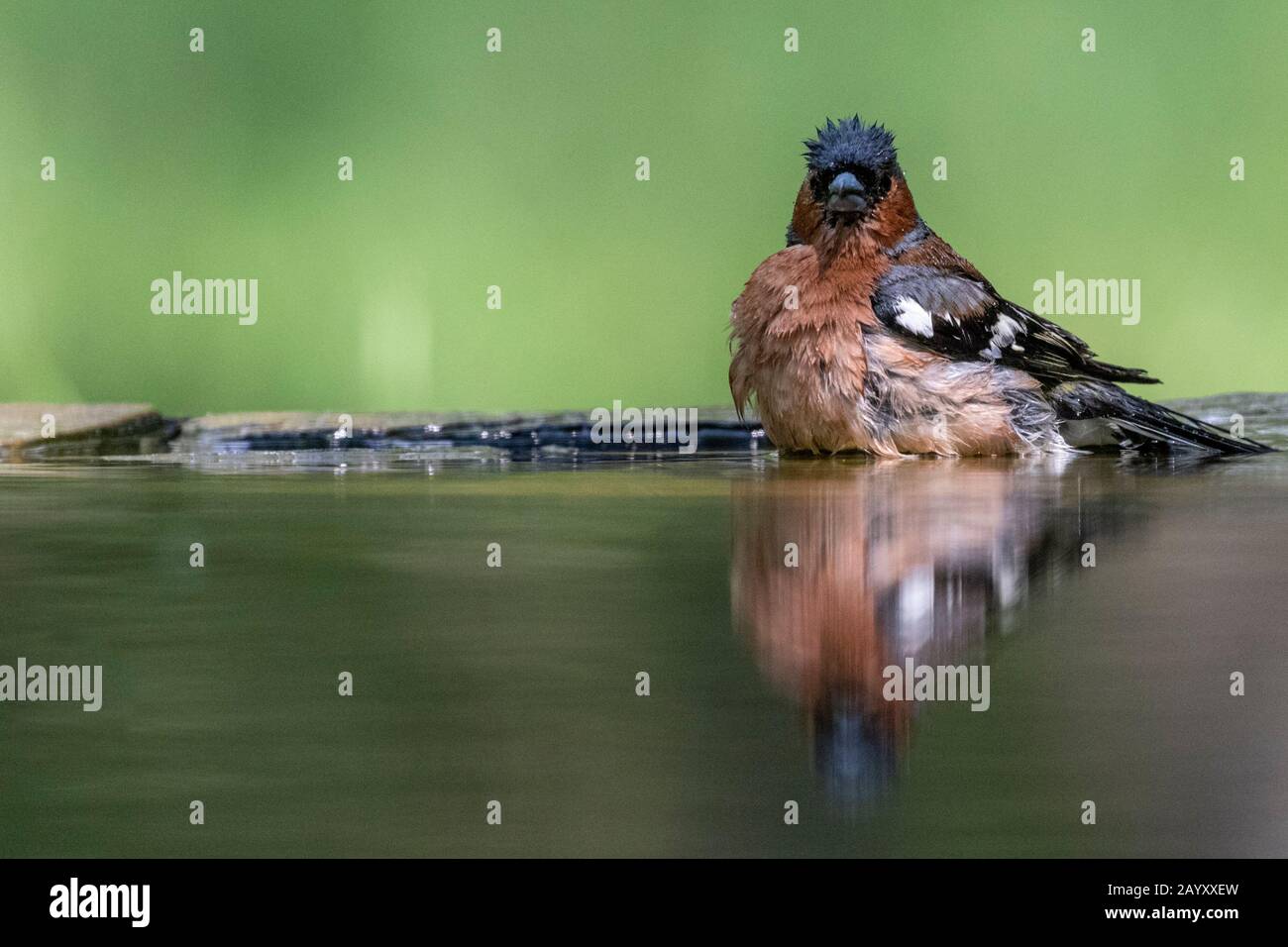 Gemeinsames Chaffinch, Fringilla Coelebs Baden, Kiskunsági Nemzeti Park, Ungarn Stockfoto