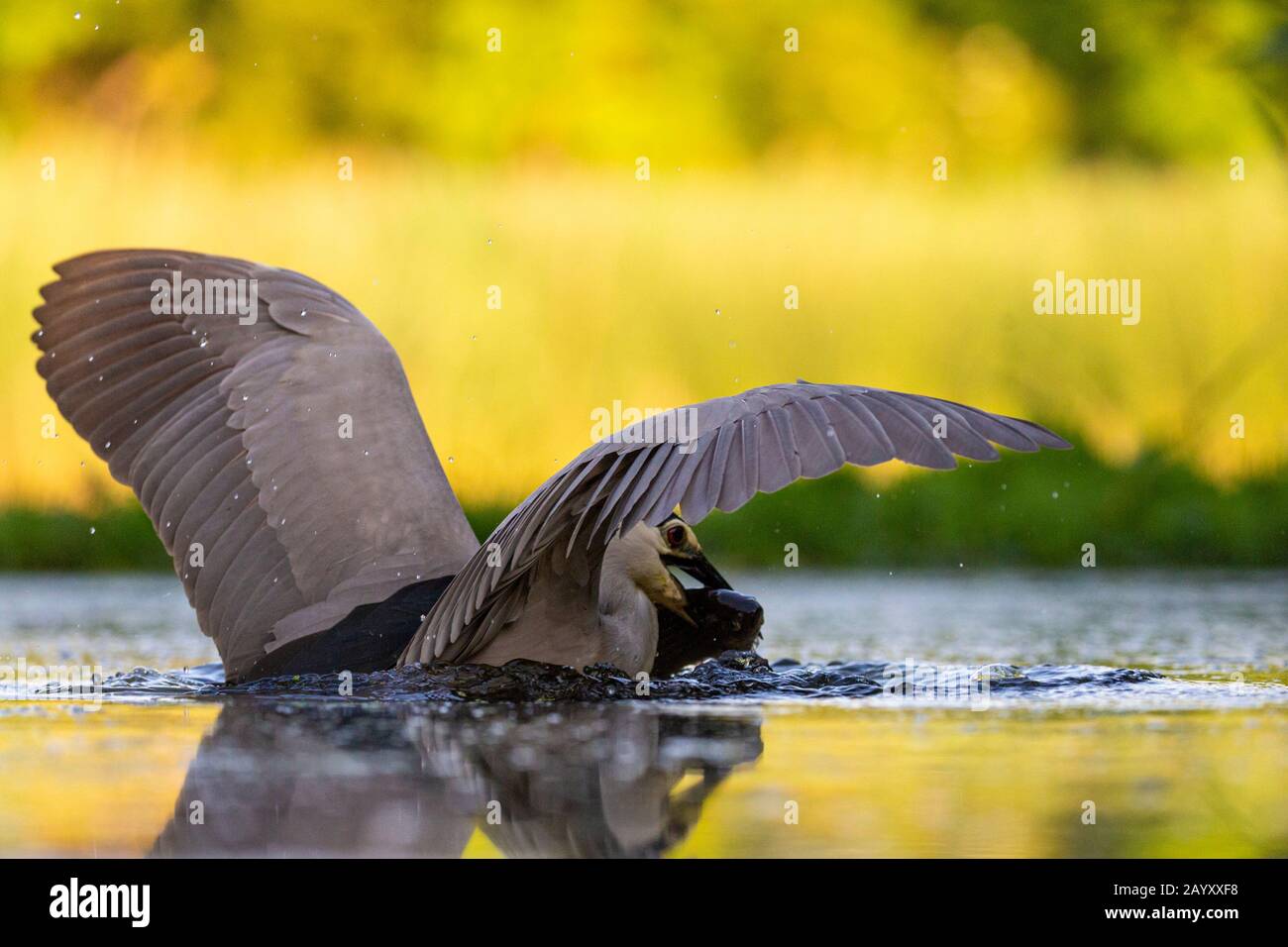 Schwarz-bekrönter Nachtreiher, Nycticorax nycticorax, Fang einen Fisch, Kiskunsági Nemzeti Nationalpark, ungarn Stockfoto