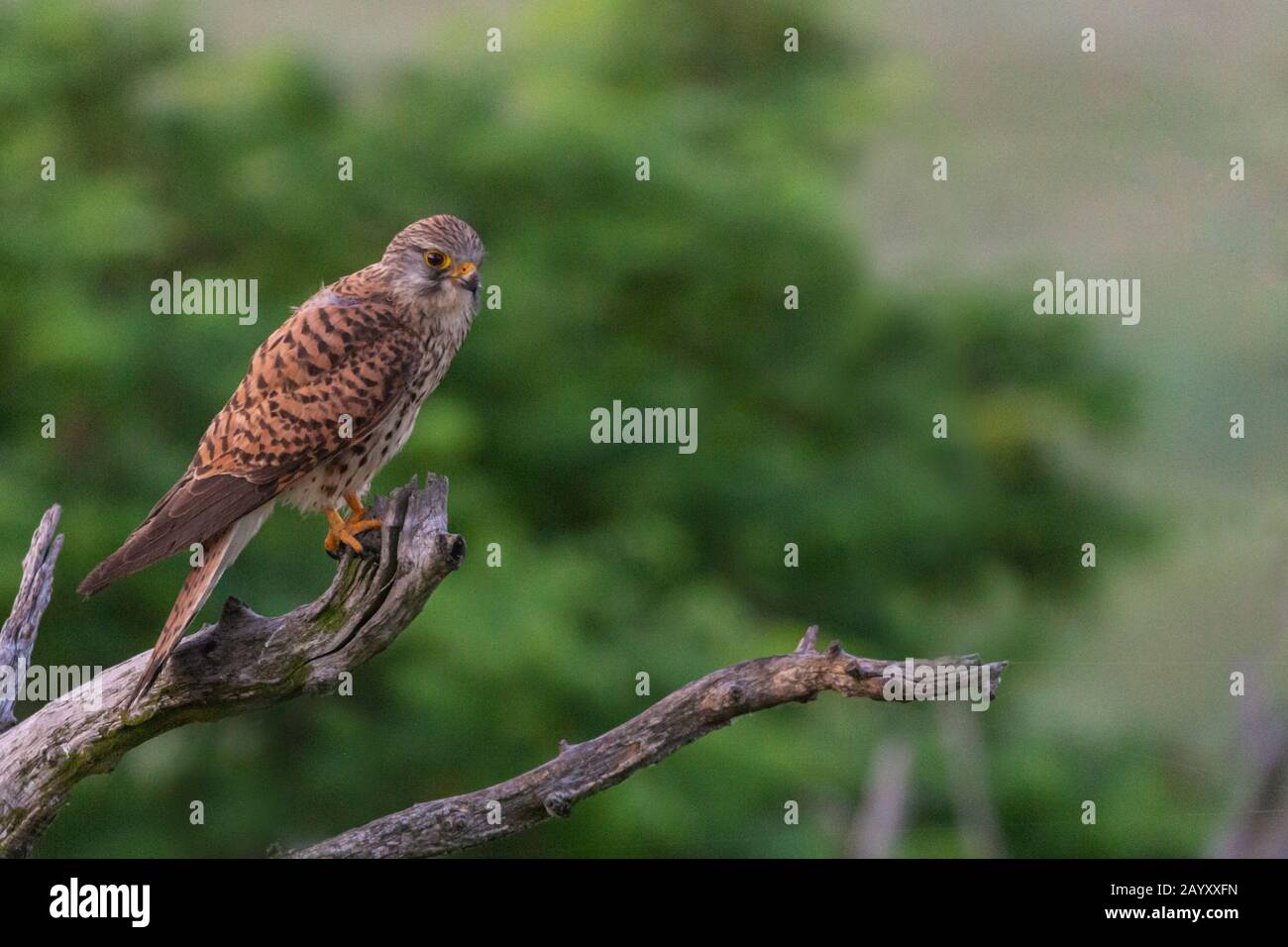 Gemeinsamer Kestrel, Ffalco, Tinnunculus, in einem alten Baum sitzendes Weibchen, Nationalpark Kiskunsági Nemzeti, Ungarn Stockfoto