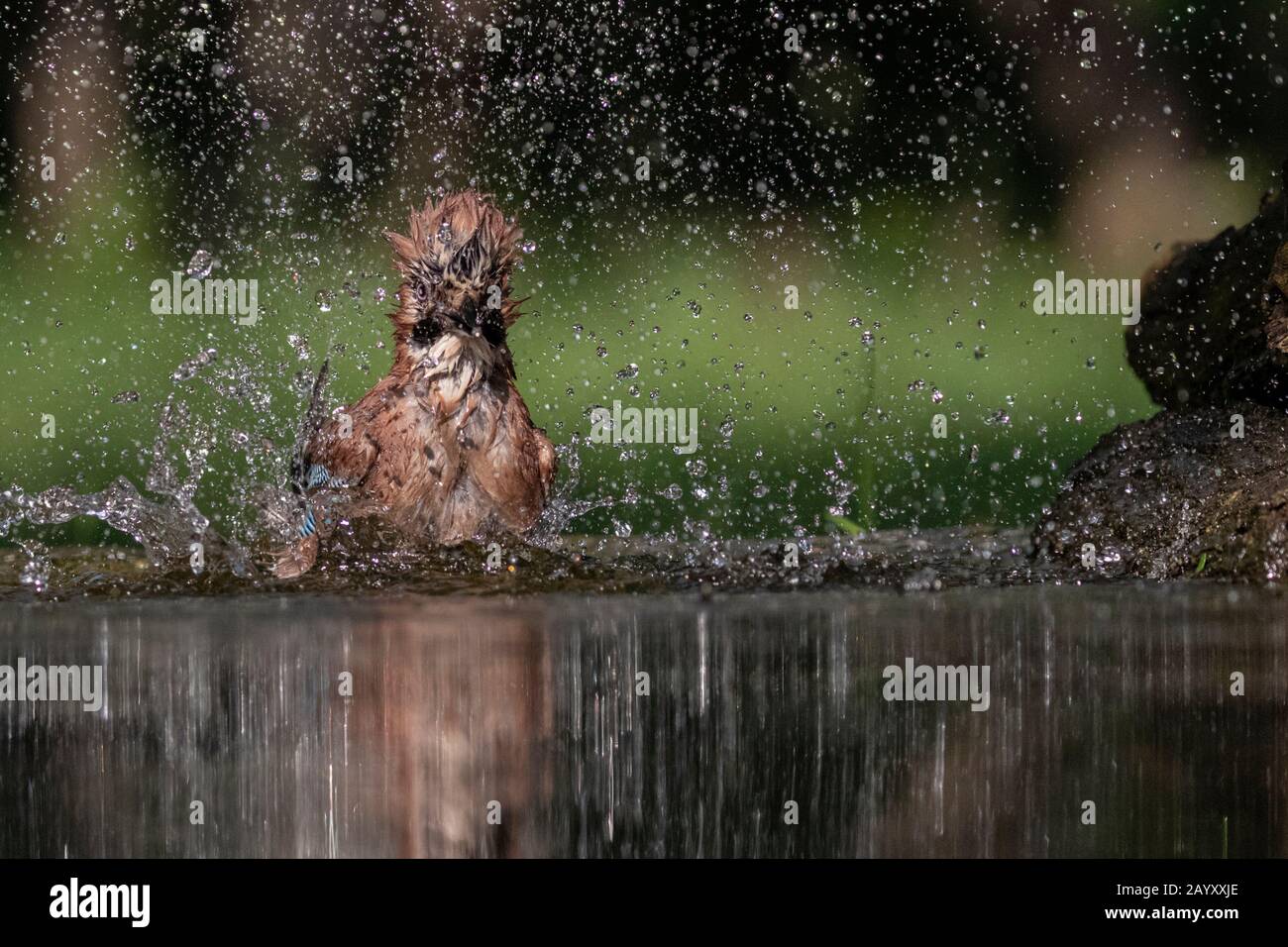Gemeinsamer jay, Garrulus glandarius badet, Kiskunsági Nemzeti Park, Ungarn Stockfoto