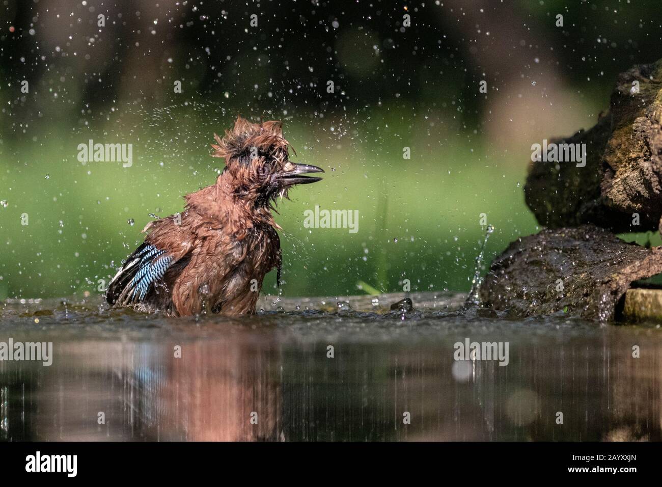 Gemeinsamer jay, Garrulus glandarius badet, Kiskunsági Nemzeti Park, Ungarn Stockfoto