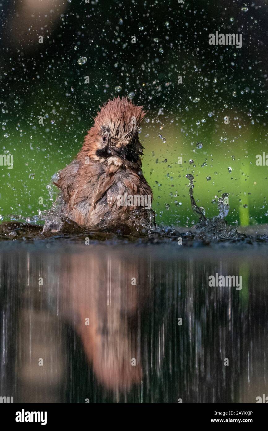 Gemeinsamer jay, Garrulus glandarius badet, Kiskunsági Nemzeti Park, Ungarn Stockfoto