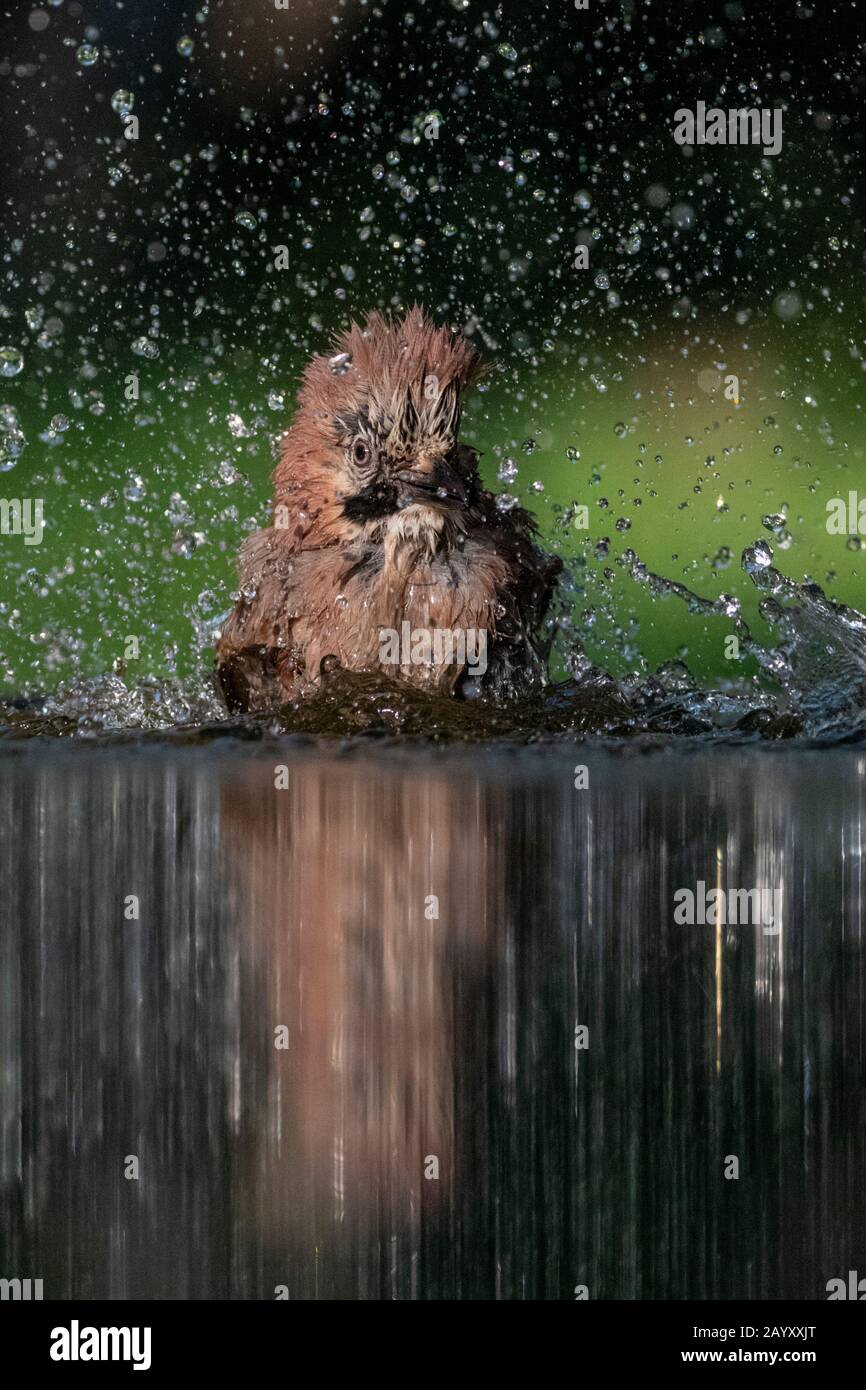 Gemeinsamer jay, Garrulus glandarius badet, Kiskunsági Nemzeti Park, Ungarn Stockfoto