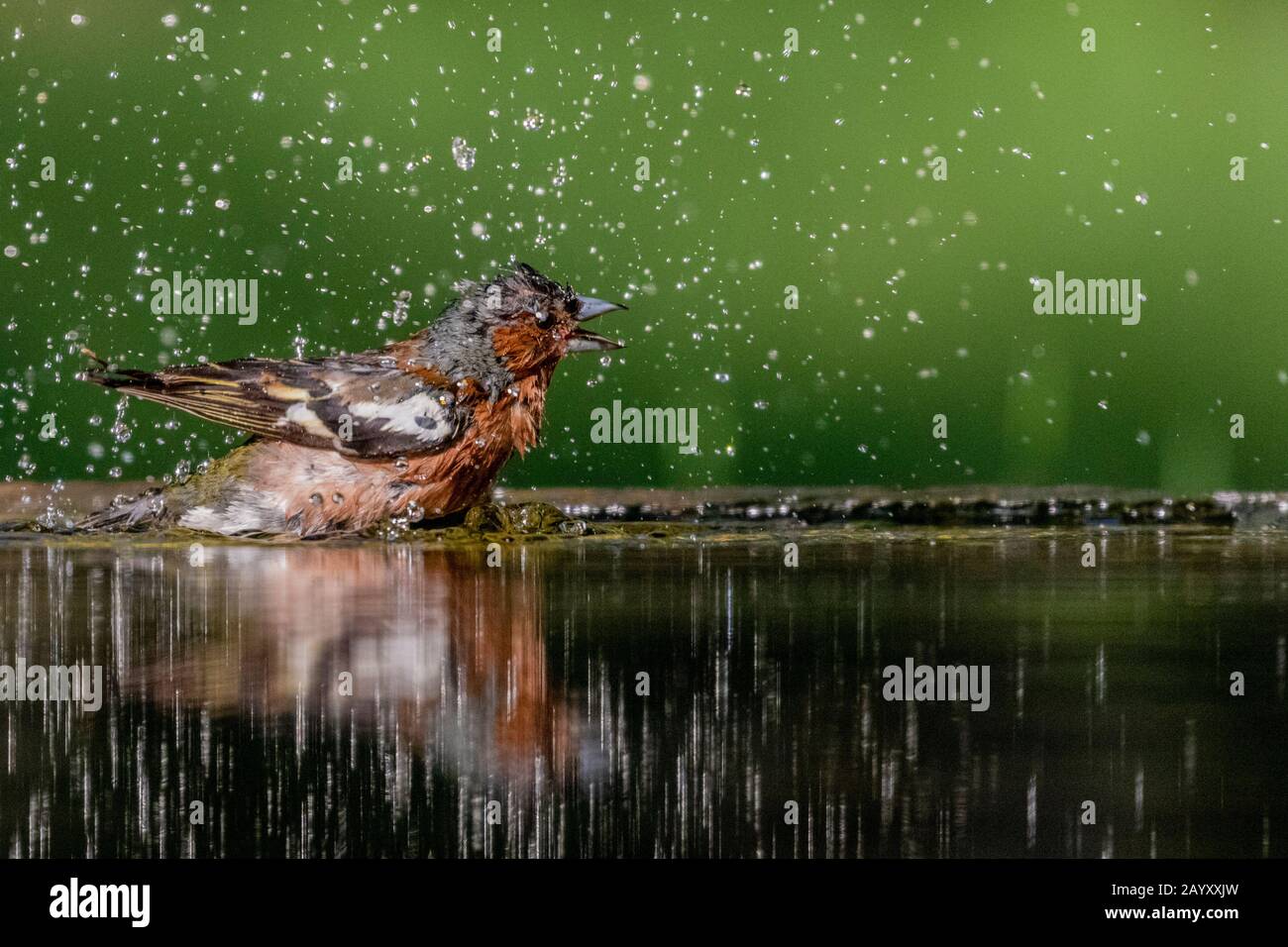 Gemeinsames Chaffinch, Fringilla Coelebs Baden, Kiskunsági Nemzeti Park, Ungarn Stockfoto