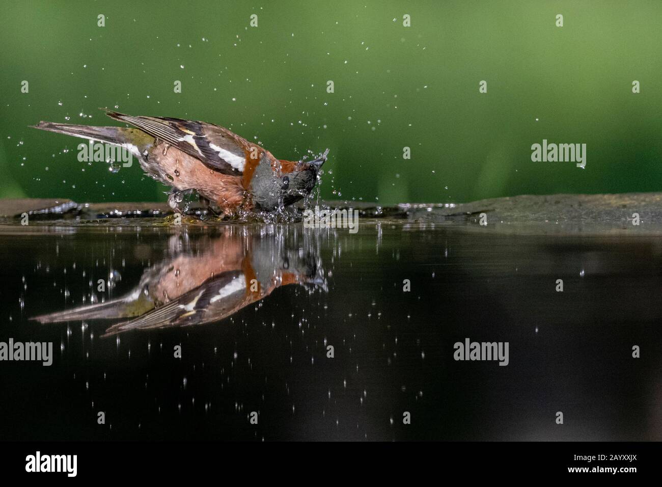 Gemeinsames Chaffinch, Fringilla Coelebs Baden, Kiskunsági Nemzeti Park, Ungarn Stockfoto
