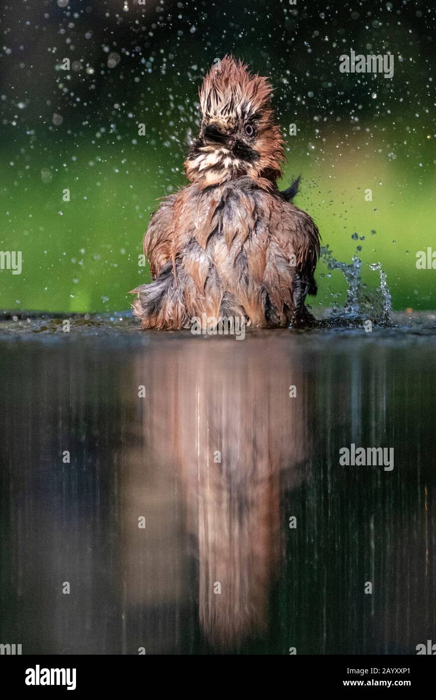 Gemeinsamer jay, Garrulus glandarius badet, Kiskunsági Nemzeti Park, Ungarn Stockfoto