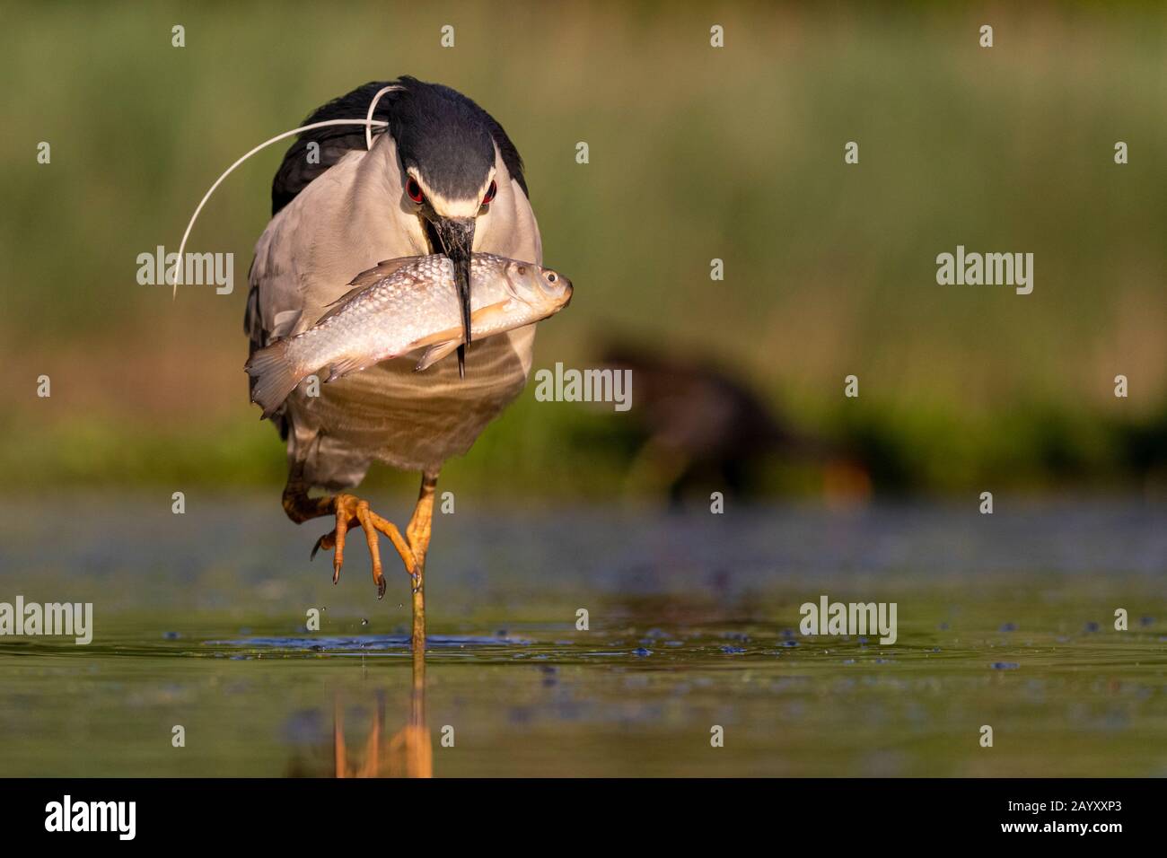 Schwarz-bekrönter Nachtreiher, Nycticorax nycticorax, Fang einen Fisch, Kiskunsági Nemzeti Nationalpark, ungarn Stockfoto