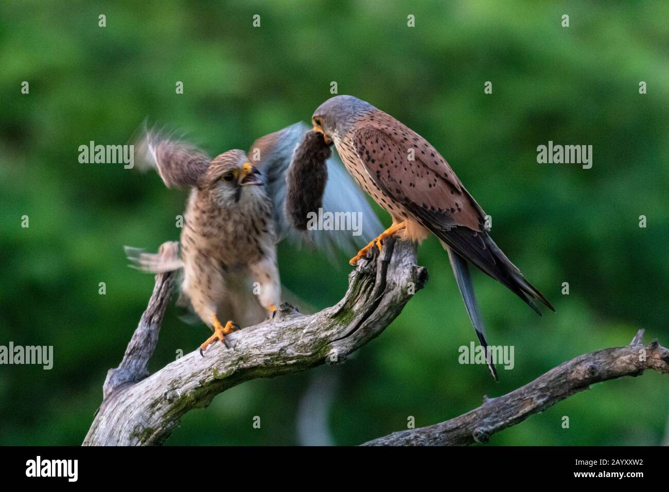 Gemeinsamer Kestrel, Ffalco, Tinnunculus, in einem alten Baum sitzend, männlich, der dem Weibchen einen Volke gibt, Kiskunsági Nemzeti Nationalpark, Ungarn Stockfoto