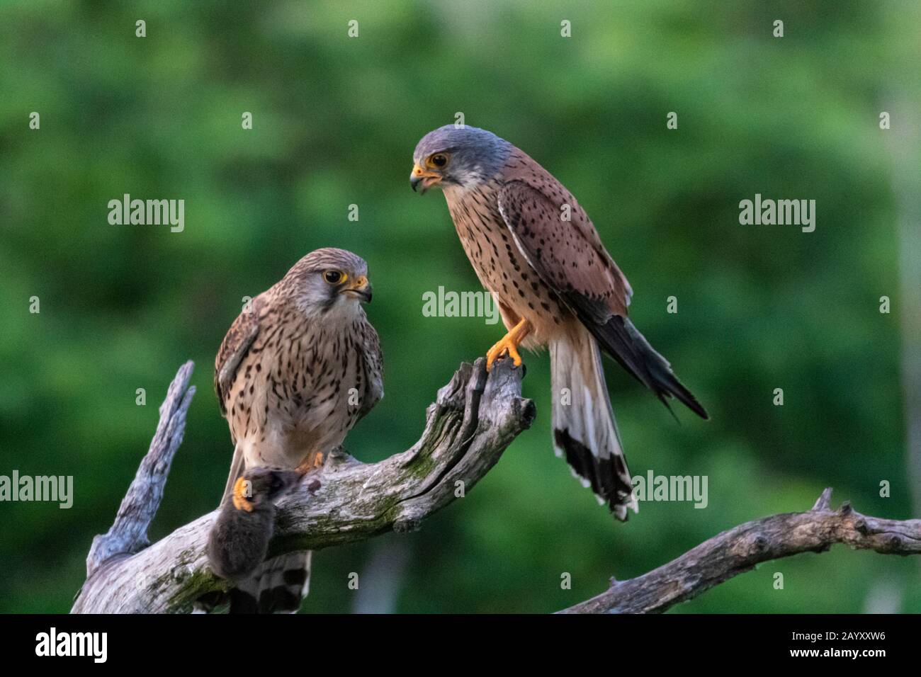 Gemeinsamer Kestrel, Ffalco, Tinnunculus, in einem alten Baum sitzend, männlich und weiblich, Weibchen mit einem Vole in ihren Klauen, Kiskunsági Nemzeti national Stockfoto