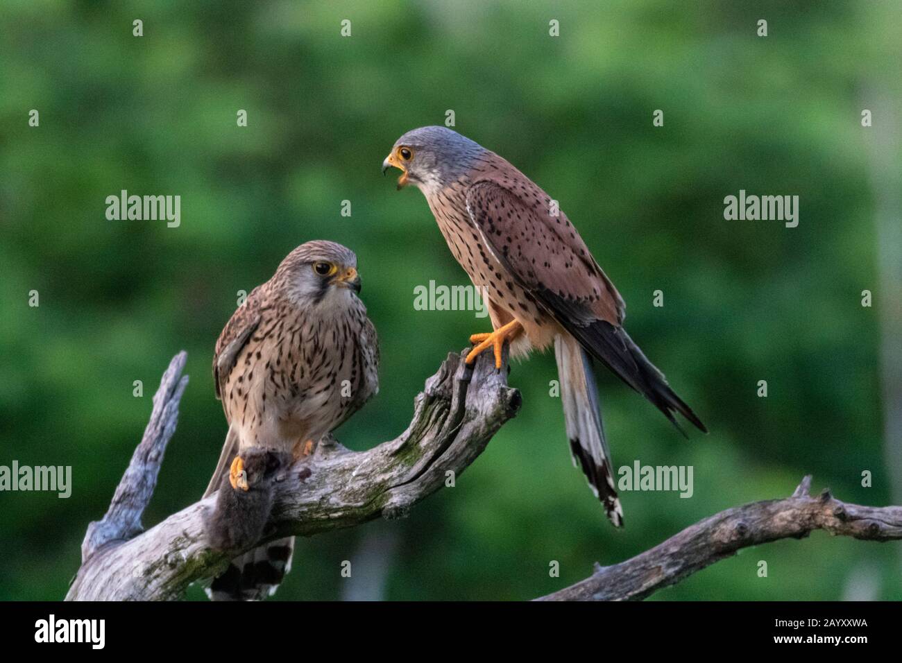 Gemeinsamer Kestrel, Ffalco, Tinnunculus, in einem alten Baum sitzend, männlich und weiblich, Weibchen mit einem Vole in ihren Klauen, Kiskunsági Nemzeti national Stockfoto