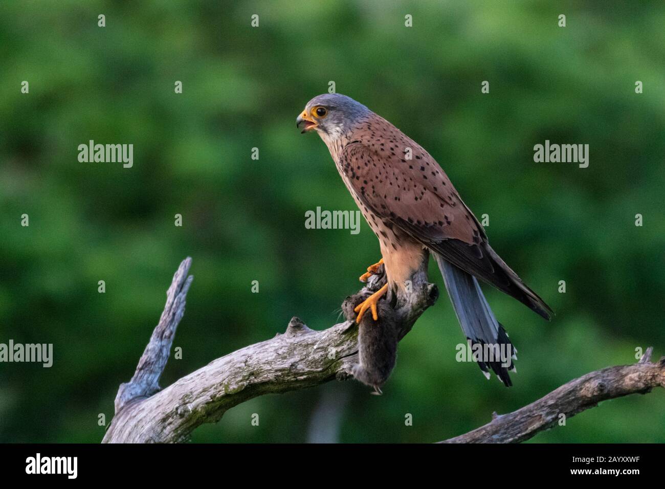 Gemeinsamer Kestrel, Falco, Tinnunculus, in einem alten Baum sitzend, mit einem Volke in seinen Klauen, Kiskunsági Nemzeti Nationalpark, Ungarn Stockfoto
