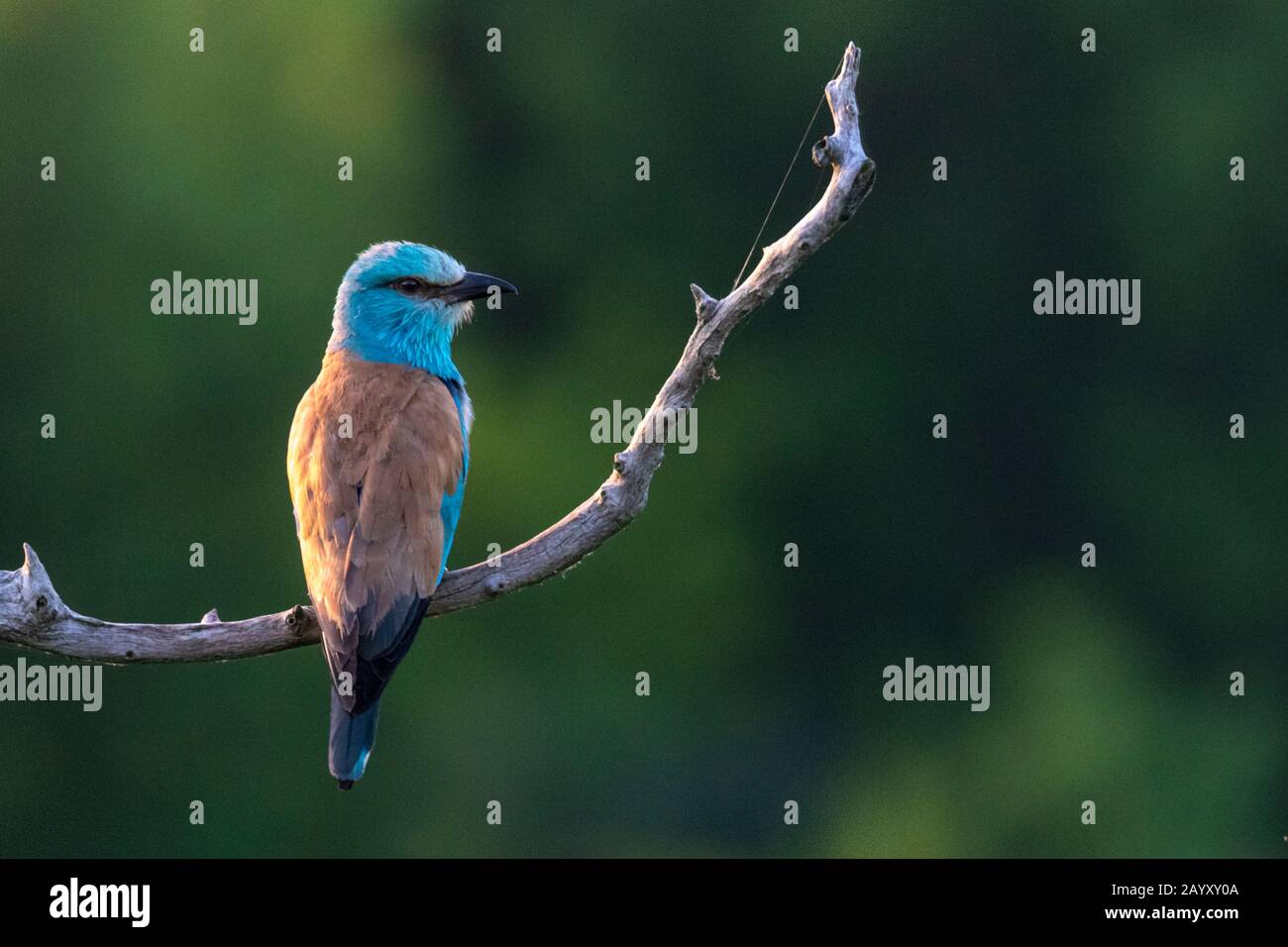 Europäische Walze, Coracias garrulus, in einem alten Baum sitzend, Kiskunsági Nemzeti Park, Ungarn Stockfoto