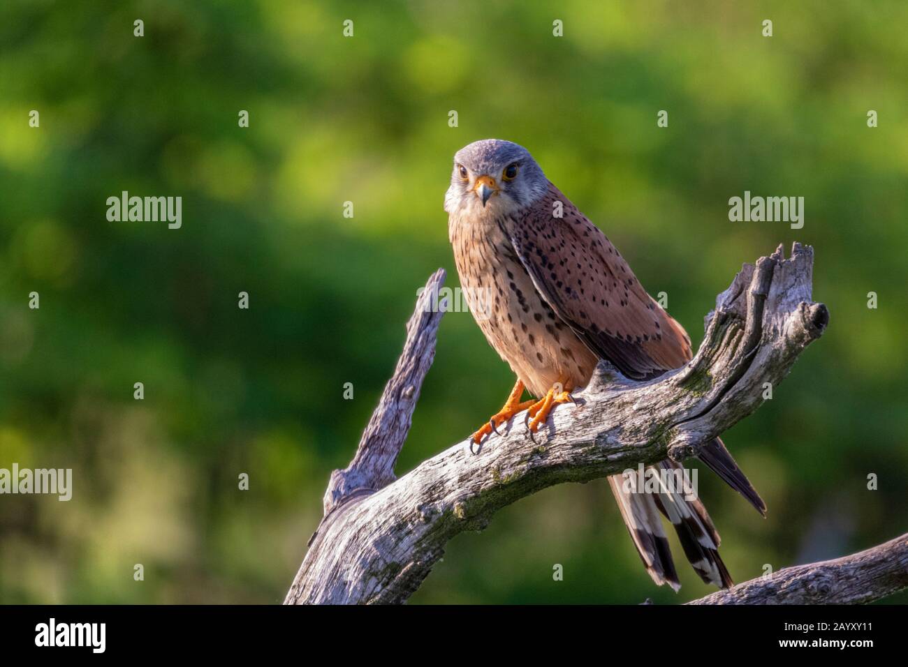 Gemeinsamer Kestrel, Ffalco, Tinnunculus, männlich in einem alten Baum sitzend, Kiskunsági Nemzeti Nationalpark, Ungarn Stockfoto