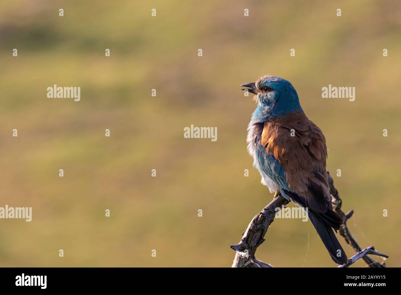 Europäische Walze, Coracias garrulus, in einem alten Baum sitzend, Kiskunsági Nemzeti Park, Ungarn Stockfoto