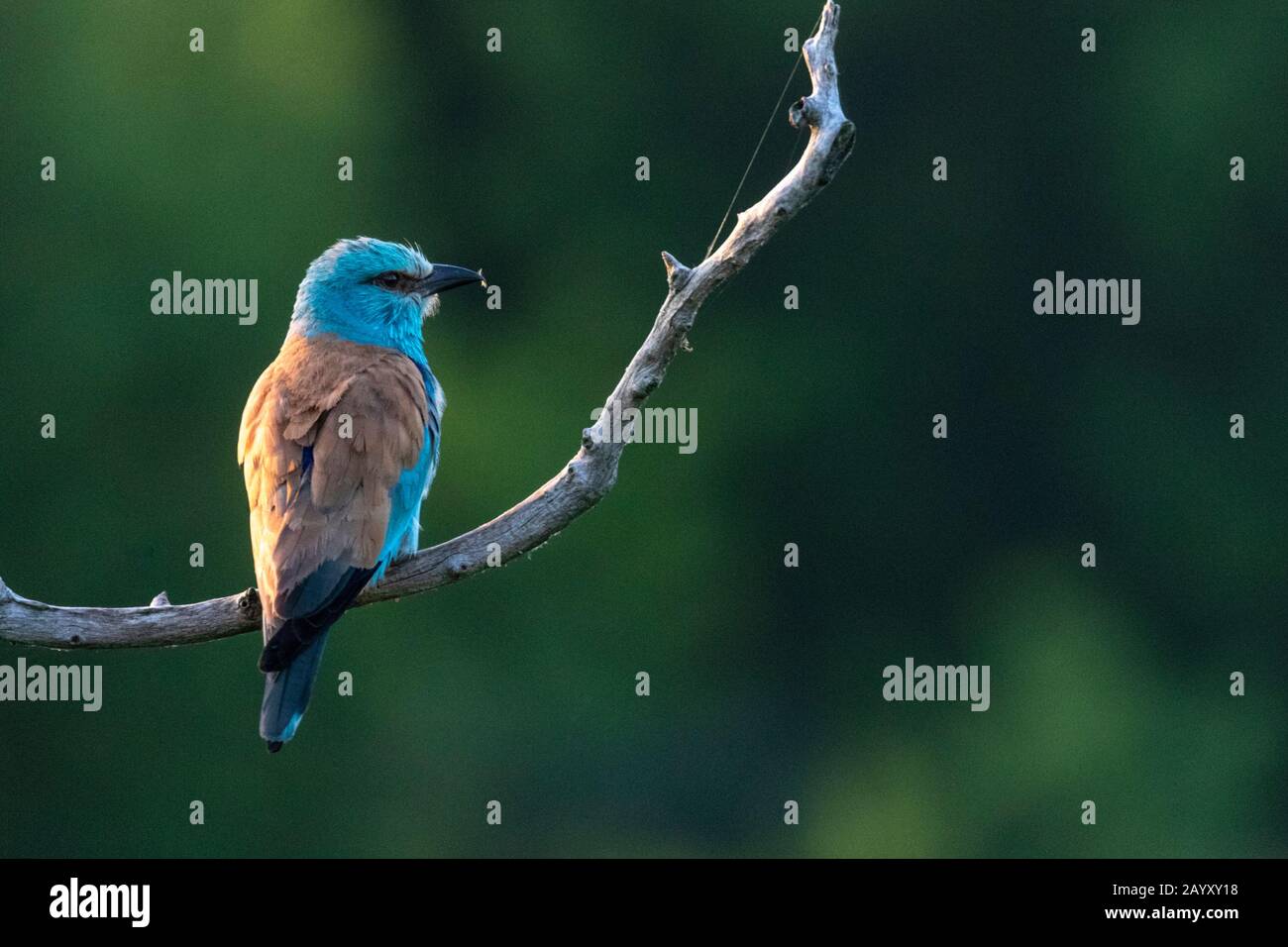 Der europäische Roller Coracias garrulus sitzt in einem alten Baum und hat ein Insekt im Schnabel, Kiskunsági Nemzeti Park, Ungarn Stockfoto