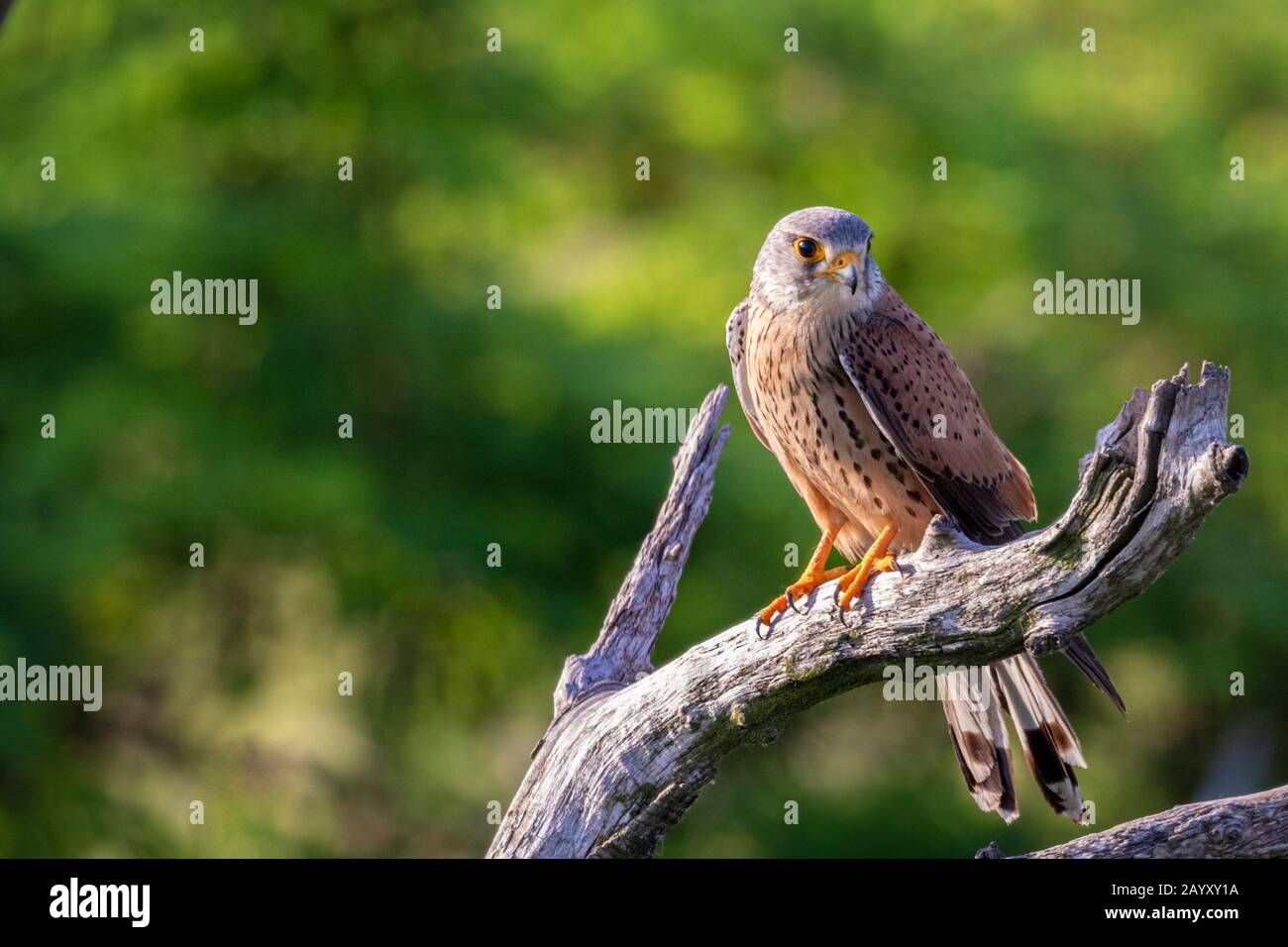 Gemeinsamer Kestrel, Ffalco, Tinnunculus, männlich in einem alten Baum sitzend, Kiskunsági Nemzeti Nationalpark, Ungarn Stockfoto