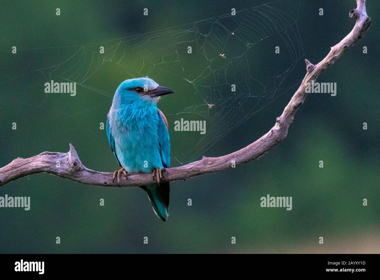 Europäische Walze, Coracias garrulus, in einem alten Baum sitzend, Spinnenwebbahn hinter dem Vogel, Kiskunsági Nemzeti Park, Ungarn Stockfoto