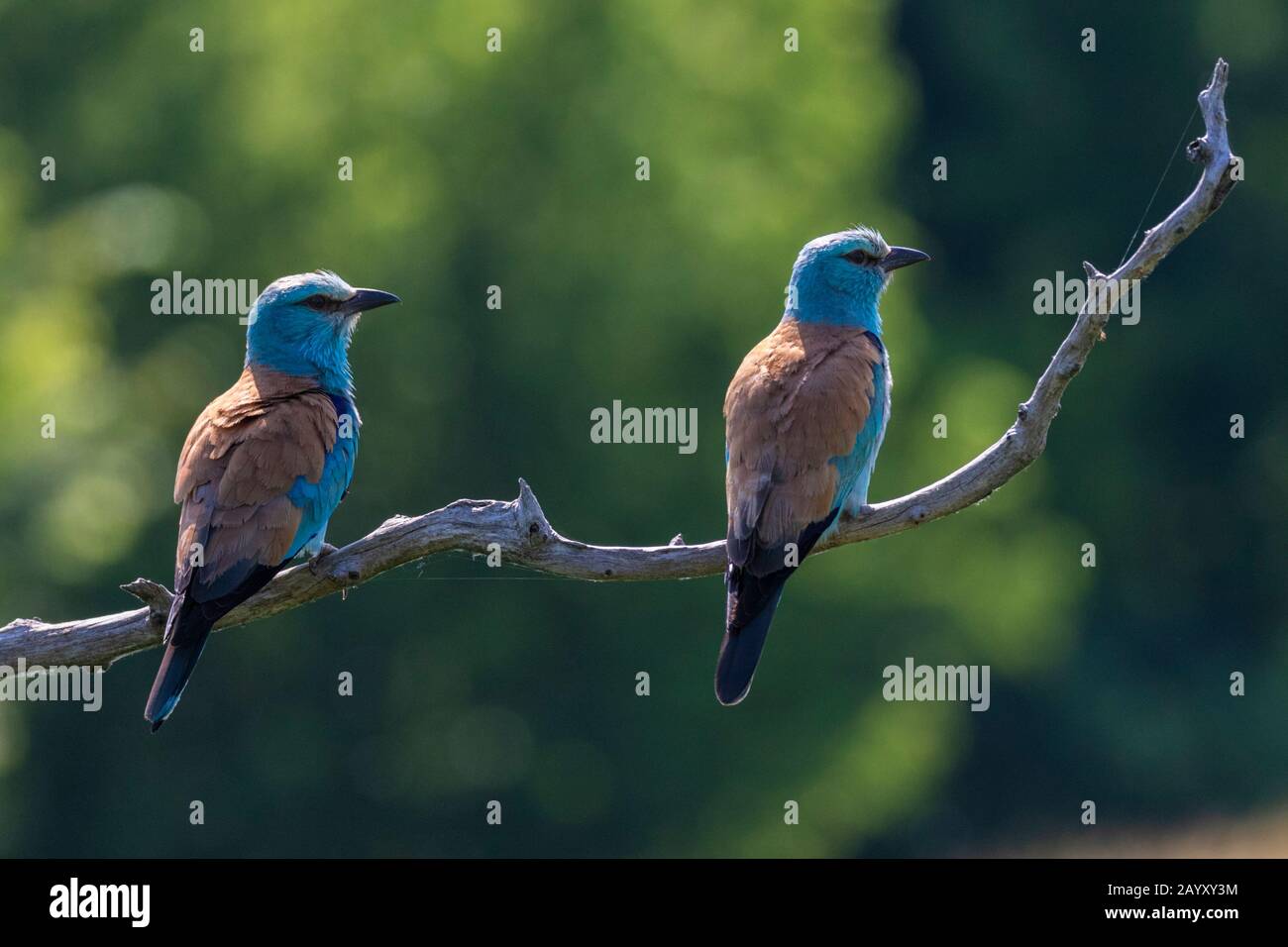 Zwei europäische Roller, Coracias garrulus, in einem alten Baum sitzend, Kiskunsági Nemzeti Park, Ungarn Stockfoto