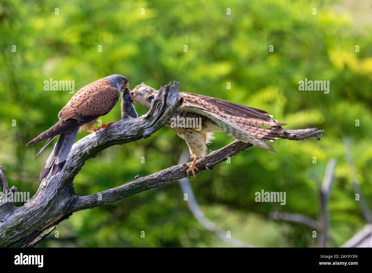 Zwei gewöhnliche Kestrel, Falco, Tinnunculus, in einem alten Baum sitzend, männlich mit einer Vole im Schnabel, Weibchen, die den Vole von den Männchen schnabel, Kiskunsági Ne Stockfoto
