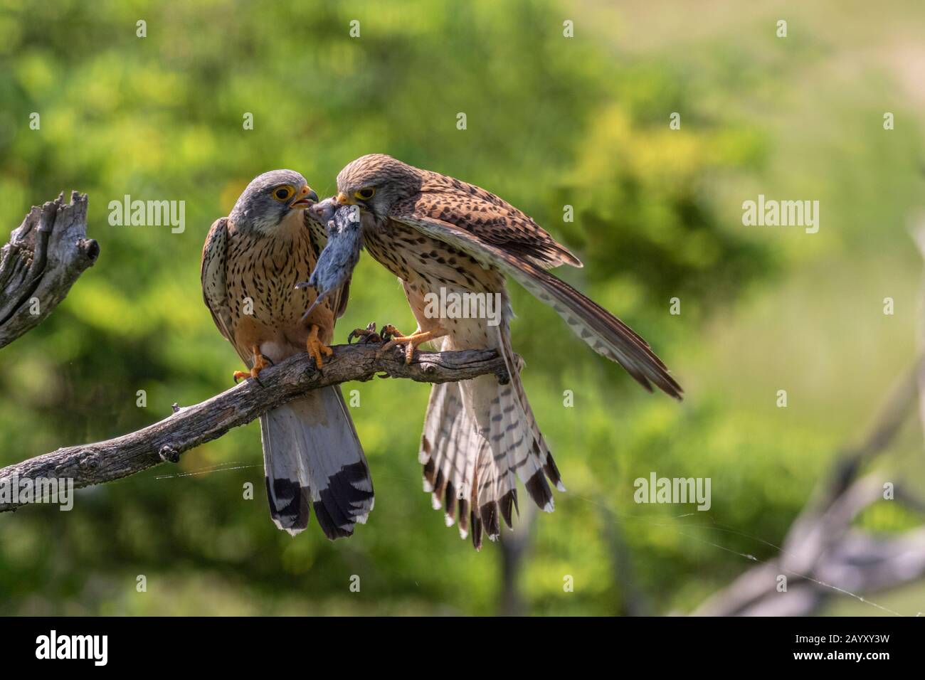 Zwei gewöhnliche Kestrel, Falco, Tinnunculus, in einem alten Baum sitzend, männlich mit einer Vole im Schnabel, Weibchen, die den Vole von den Männchen schnabel, Kiskunsági Ne Stockfoto