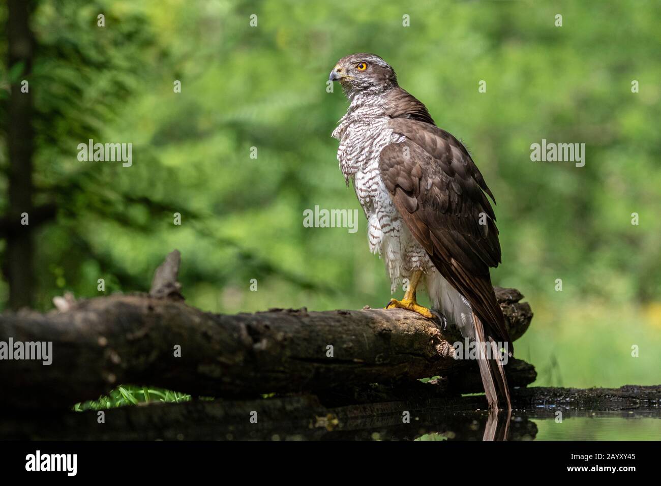Nordgoshawk, Accipiter gentilis, auf einem alten Baumstamm sitzend, Kiskunság Nemzeti Park, Ungarn Stockfoto