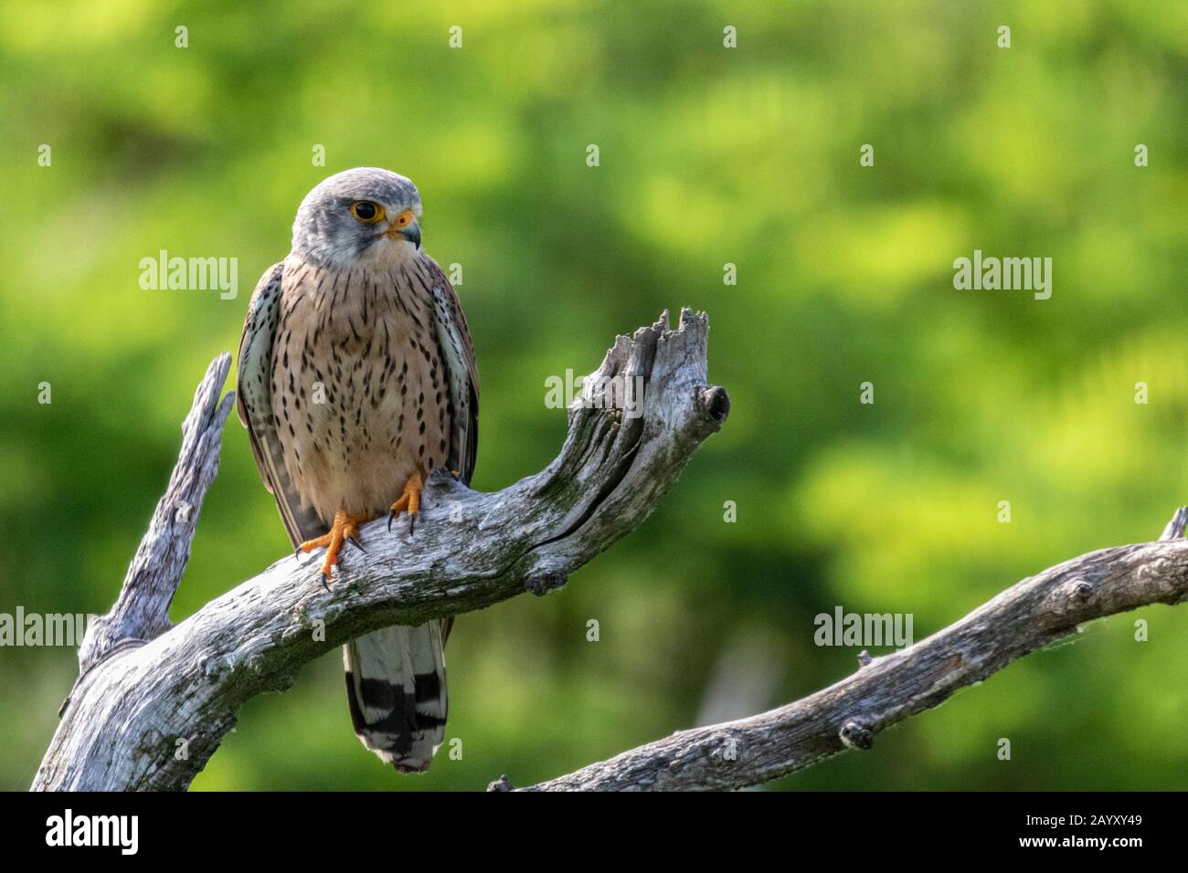 Gemeinsamer Kestrel, Ffalco, Tinnunculus, männlich in einem alten Baum sitzend, Kiskunsági Nemzeti Nationalpark, Ungarn Stockfoto