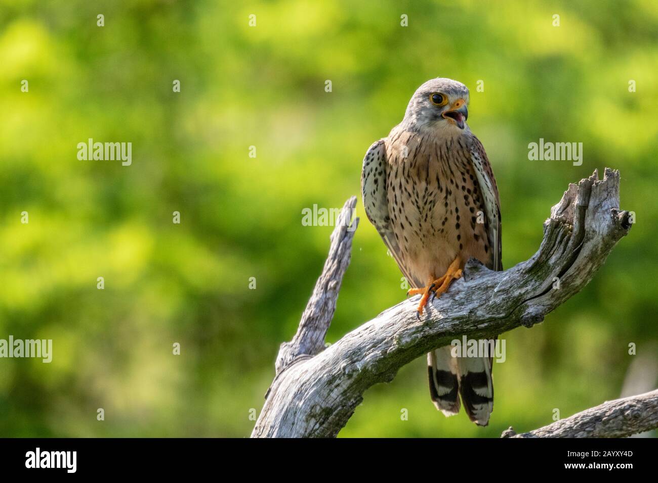 Gemeinsamer Kestrel, Ffalco, Tinnunculus, männlich in einem alten Baum mit offenem Schnabel sitzend, Kiskunsági Nemzeti Nationalpark, Ungarn Stockfoto