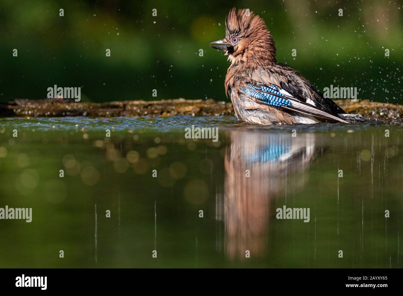 Gemeinsamer jay, Garrulus glandarius badet, Kiskunsági Nemzeti Park, Ungarn Stockfoto