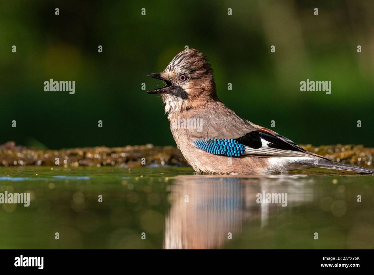Gemeinsamer jay, Garrulus glandarius badet, Kiskunsági Nemzeti Park, Ungarn Stockfoto