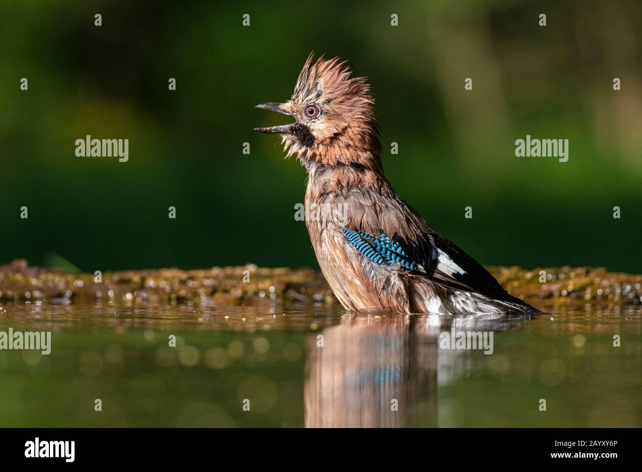 Gemeinsamer jay, Garrulus glandarius badet, Kiskunsági Nemzeti Park, Ungarn Stockfoto