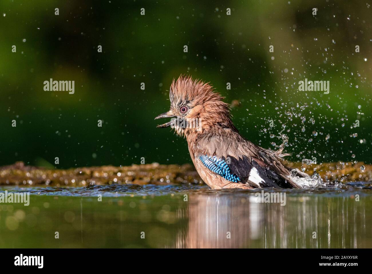 Gemeinsamer jay, Garrulus glandarius badet, Kiskunsági Nemzeti Park, Ungarn Stockfoto