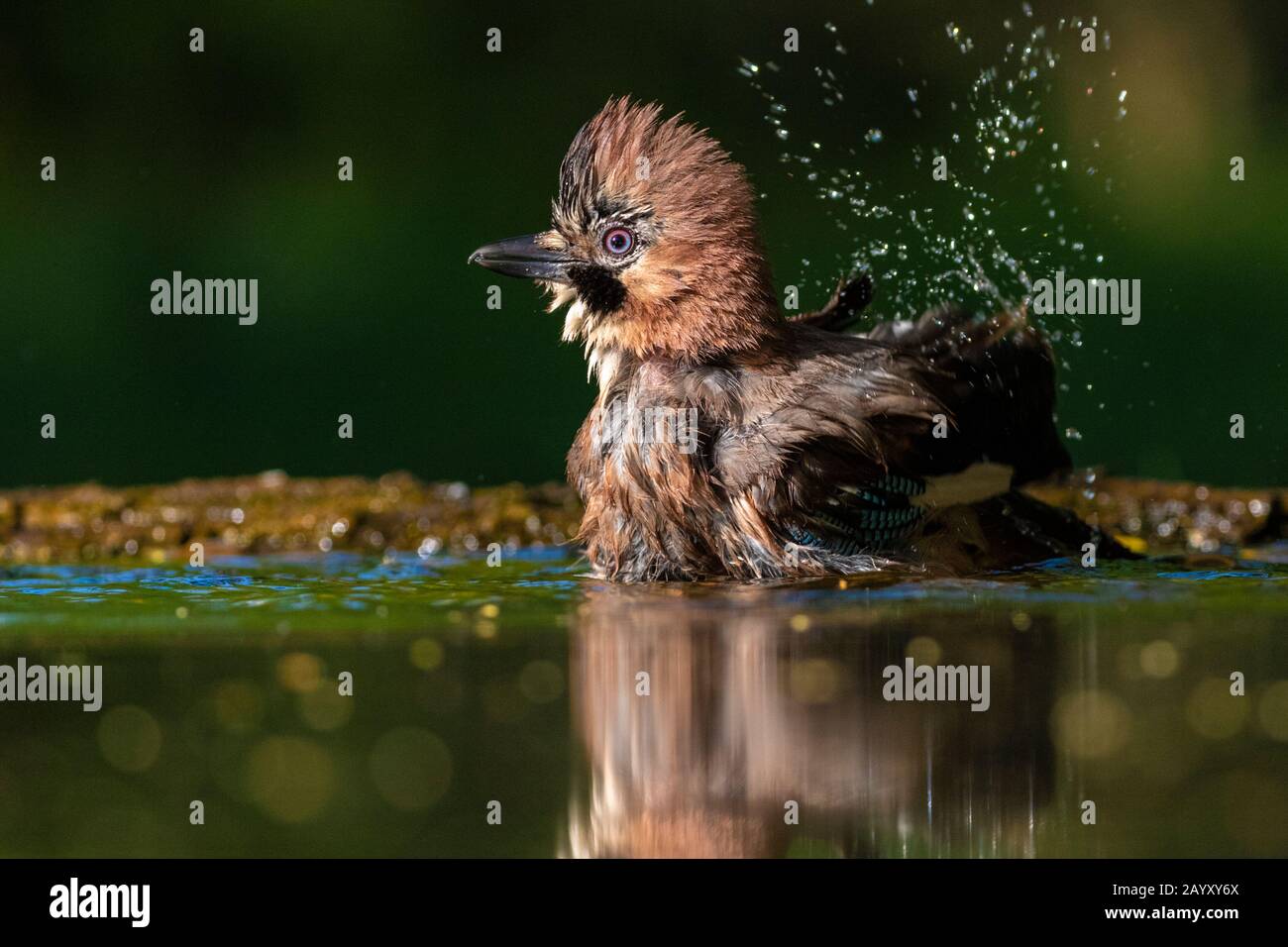Gemeinsamer jay, Garrulus glandarius badet, Kiskunsági Nemzeti Park, Ungarn Stockfoto