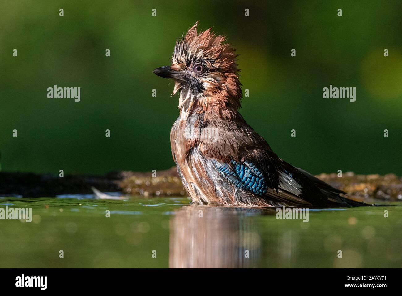Gemeinsamer jay, Garrulus glandarius badet, Kiskunsági Nemzeti Park, Ungarn Stockfoto
