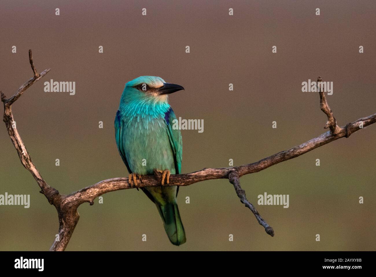 Europäische Walze, Coracias garrulus, in einem alten Baum sitzend, Kiskunsági Nemzeti Park, Ungarn Stockfoto