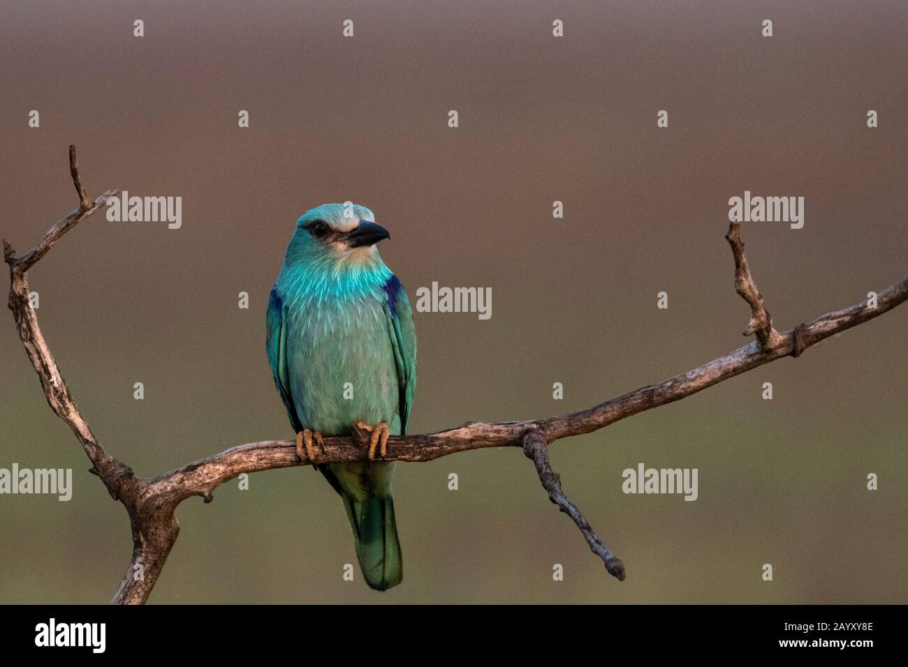 Europäische Walze, Coracias garrulus, in einem alten Baum sitzend, Kiskunsági Nemzeti Park, Ungarn Stockfoto