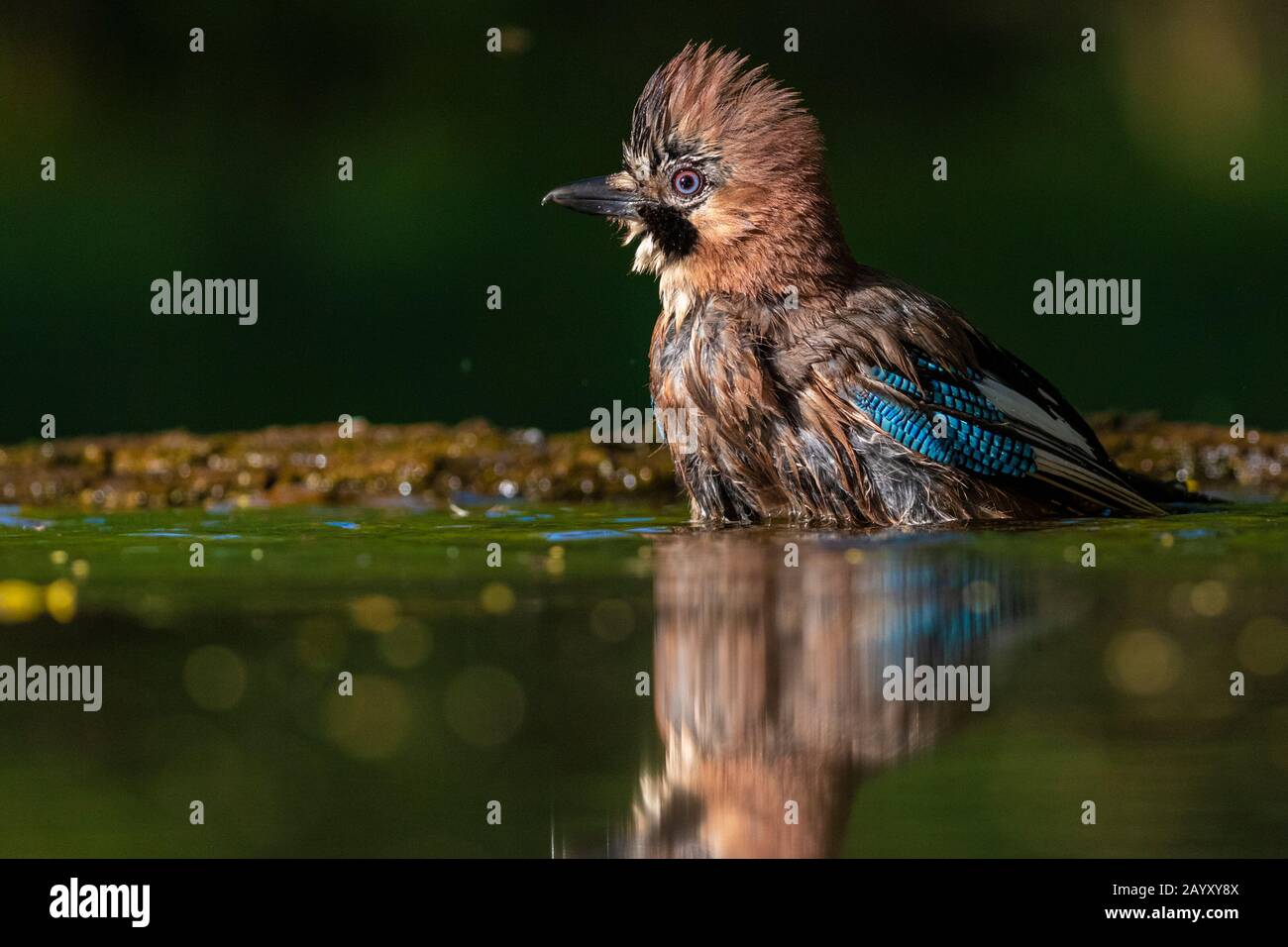 Gemeinsamer jay, Garrulus glandarius badet, Kiskunsági Nemzeti Park, Ungarn Stockfoto