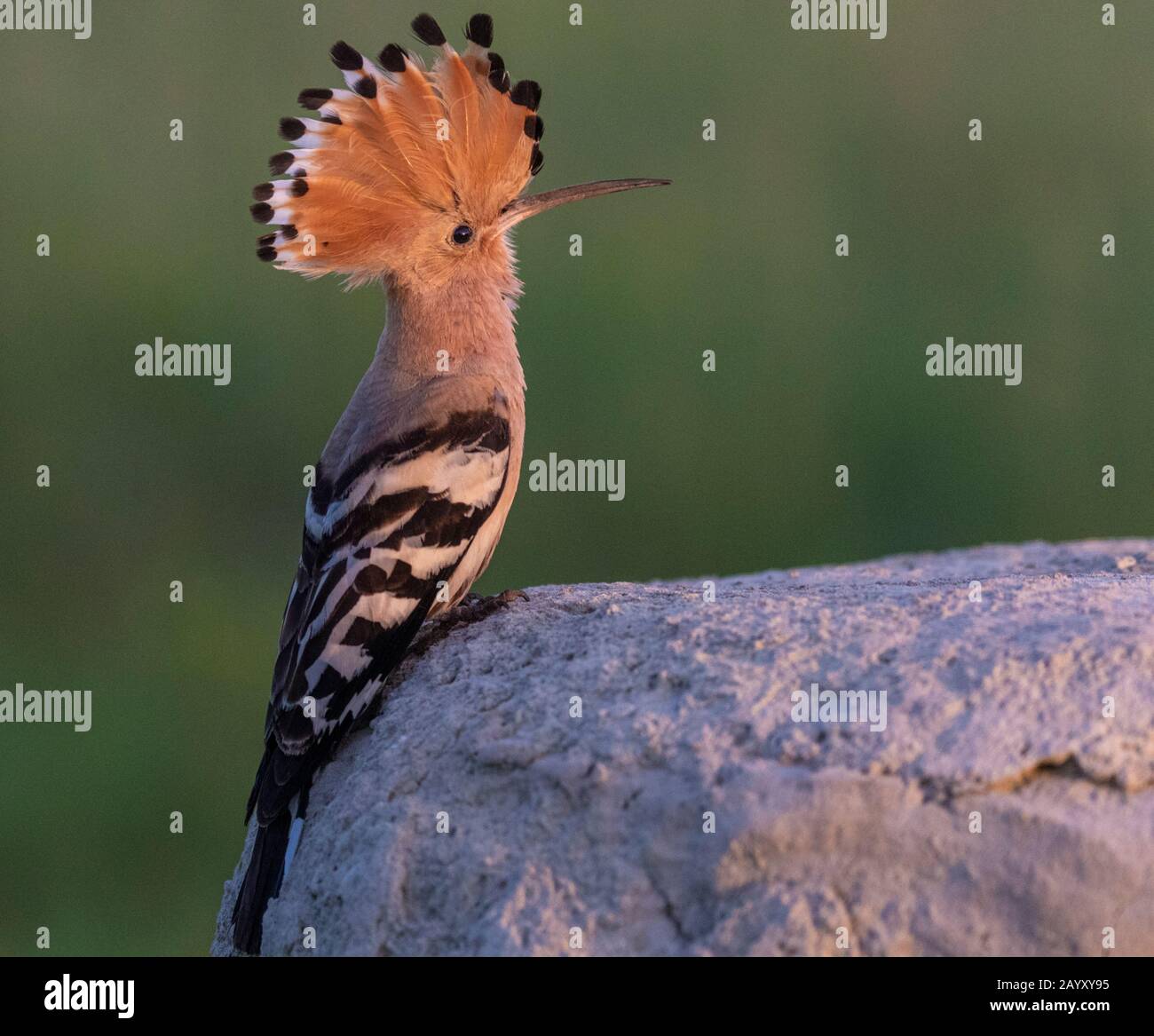 Eurasischer Hopfen, Upupa-Epops, auf einem Felsen sitzend, in schönem warmem Morgenlicht, Nationalpark Kiskunsági Nemzeti, Ungarn Stockfoto