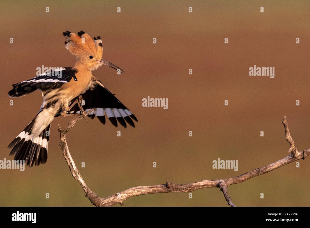 Eurasischer Hoopoe, Upupa-Epops, fliegen und landen in einem alten Baum, in schönem warmem Morgenlicht, Nationalpark Kiskunsági Nemzeti, Ungarn Stockfoto