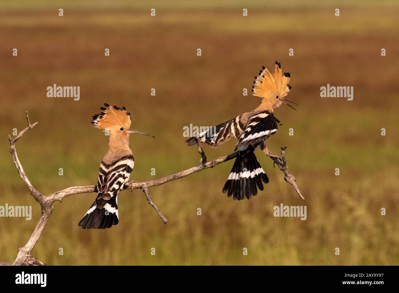 Zwei eurasische Hoops, Upupa-Epops, eine sitzend und eine fliegend und landend in einem alten Baum, Kiskunsági Nemzeti Nationalpark, Ungarn Stockfoto