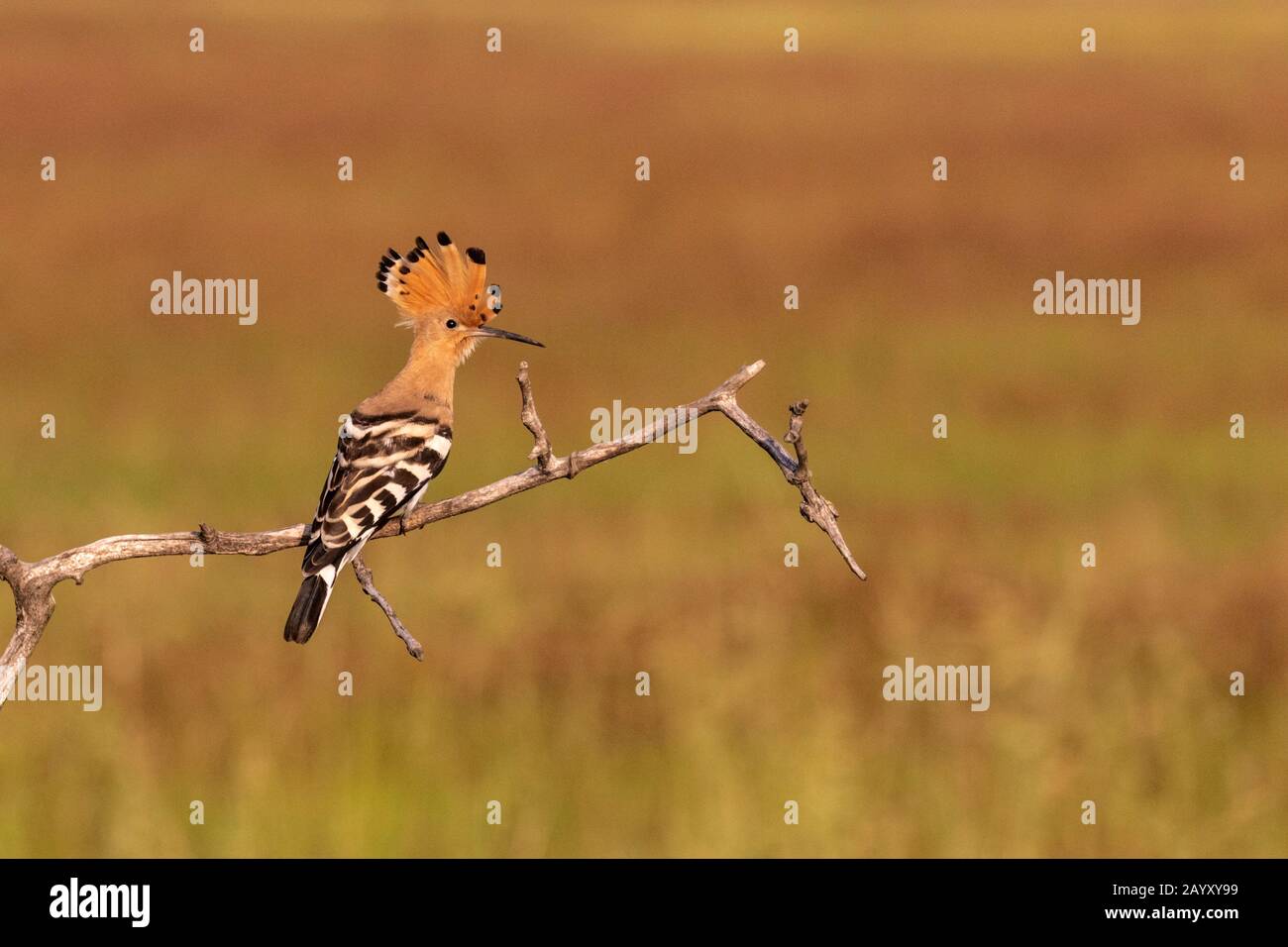 Eurasischer Hopfen, Upupa-Epops, in einem alten Baum sitzend, in schönem warmem Morgenlicht, Nationalpark Kiskunsági Nemzeti, Ungarn Stockfoto