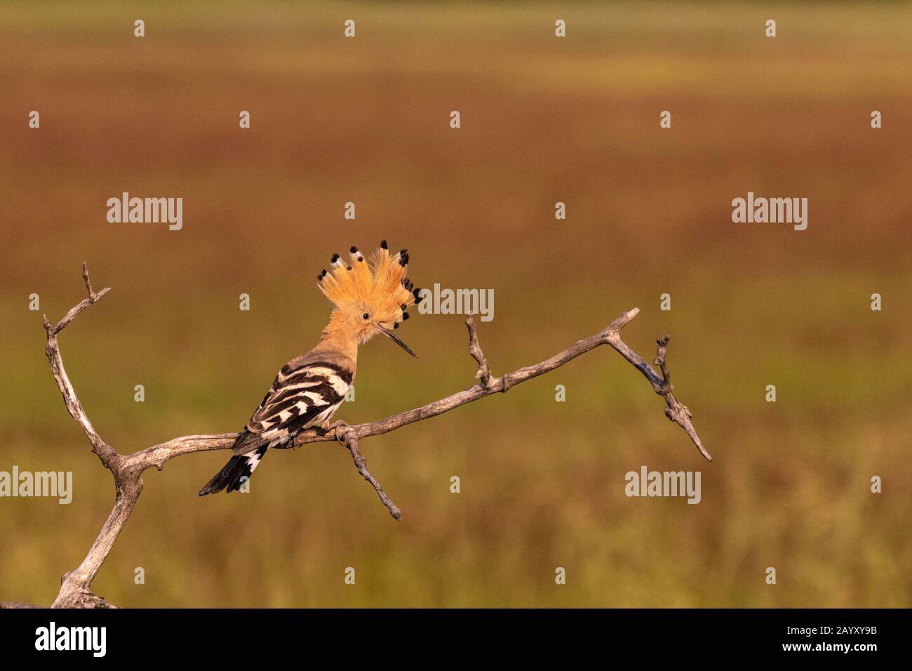 Eurasischer Hopfen, Upupa-Epops, in einem alten Baum sitzend, in schönem warmem Morgenlicht, Nationalpark Kiskunsági Nemzeti, Ungarn Stockfoto