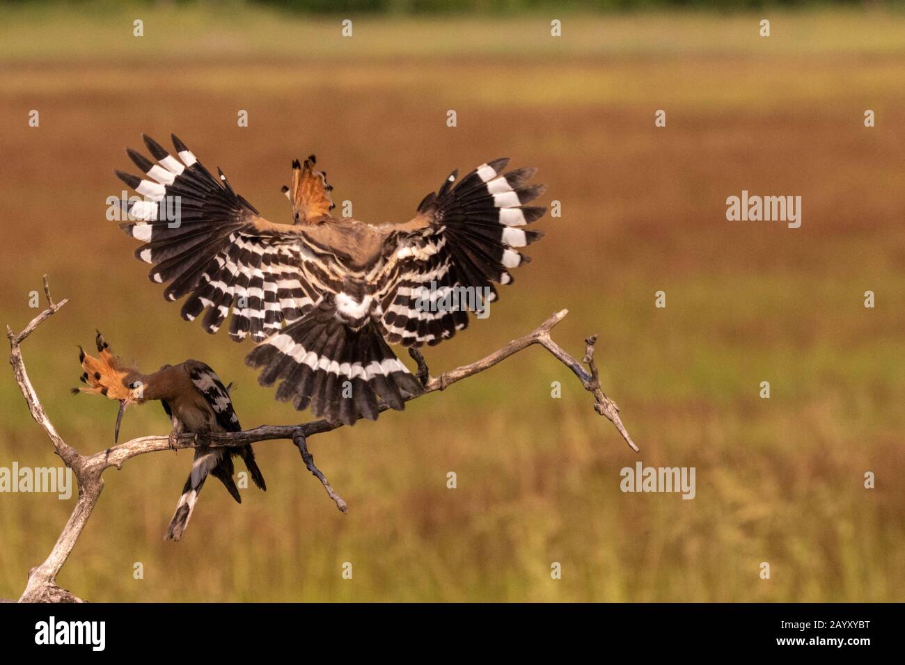 Zwei eurasische Hoops, Upupa-Epops, eine sitzend und eine fliegend und landend in einem alten Baum, Kiskunsági Nemzeti Nationalpark, Ungarn Stockfoto