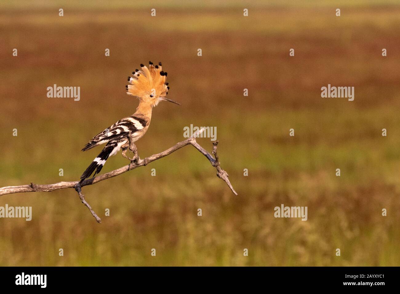 Eurasischer Hopfen, Upupa-Epops, in einem alten Baum sitzend, in schönem warmem Morgenlicht, Nationalpark Kiskunsági Nemzeti, Ungarn Stockfoto