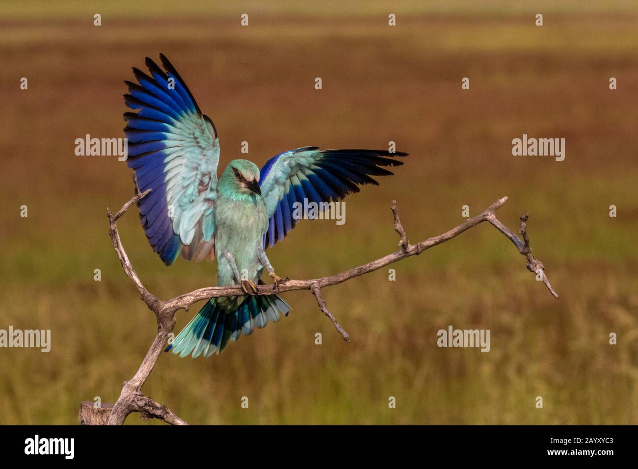 Europäischer Roller Coracias garrulus, der einfliegt, um in einem alten Baum zu sitzen, Kiskunsági Nemzeti Park, Ungarn Stockfoto