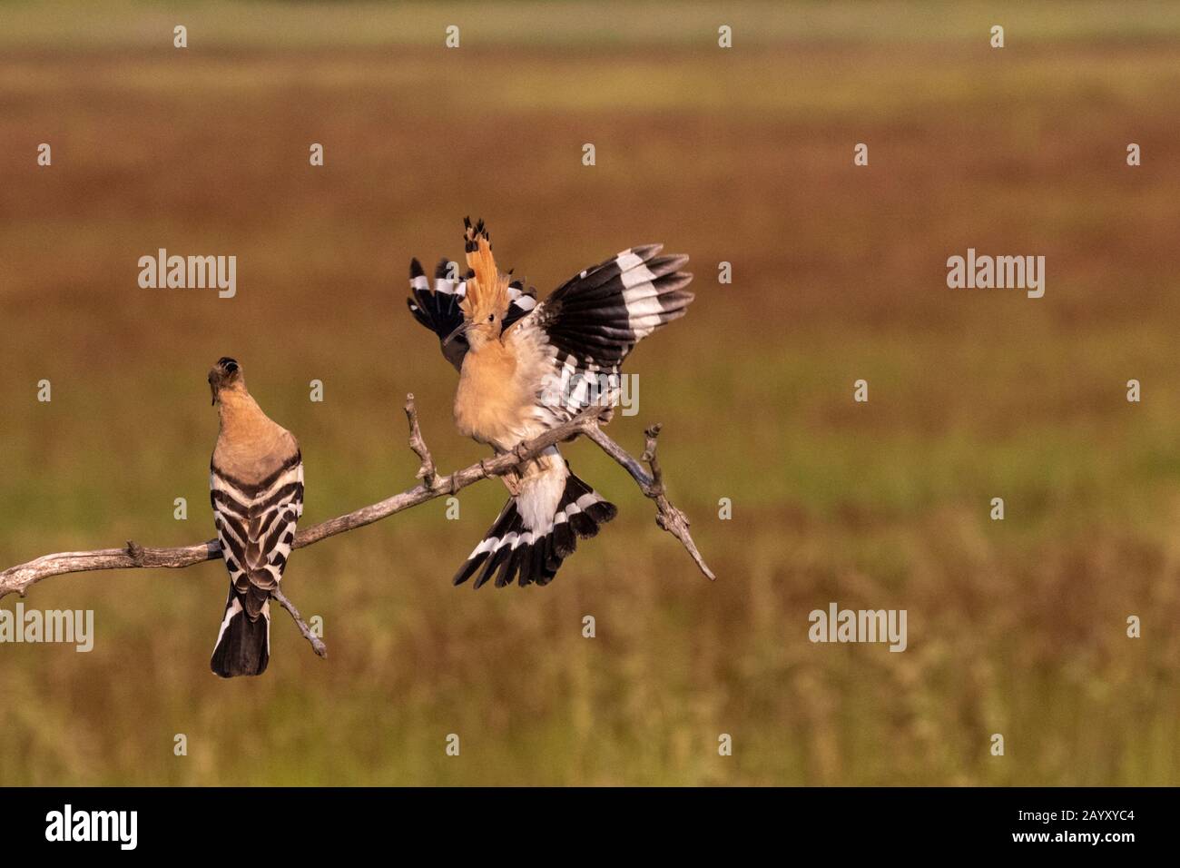 Zwei eurasische Hoops, Upupa-Epops, eine sitzend und eine fliegend und landend in einem alten Baum, Kiskunsági Nemzeti Nationalpark, Ungarn Stockfoto
