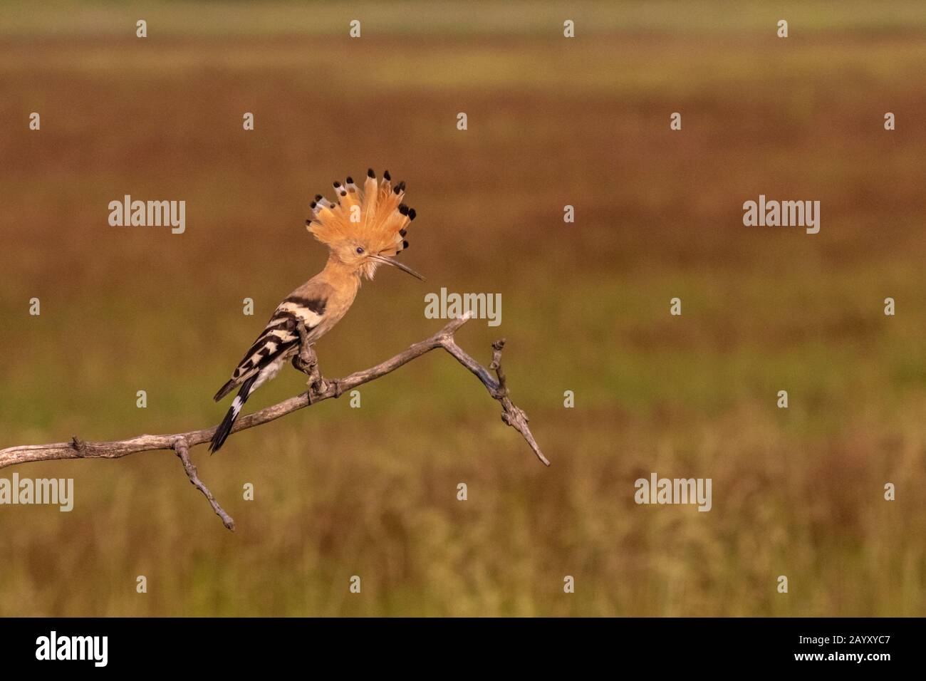 Eurasischer Hopfen, Upupa-Epops, in einem alten Baum sitzend, in schönem warmem Morgenlicht, Nationalpark Kiskunsági Nemzeti, Ungarn Stockfoto