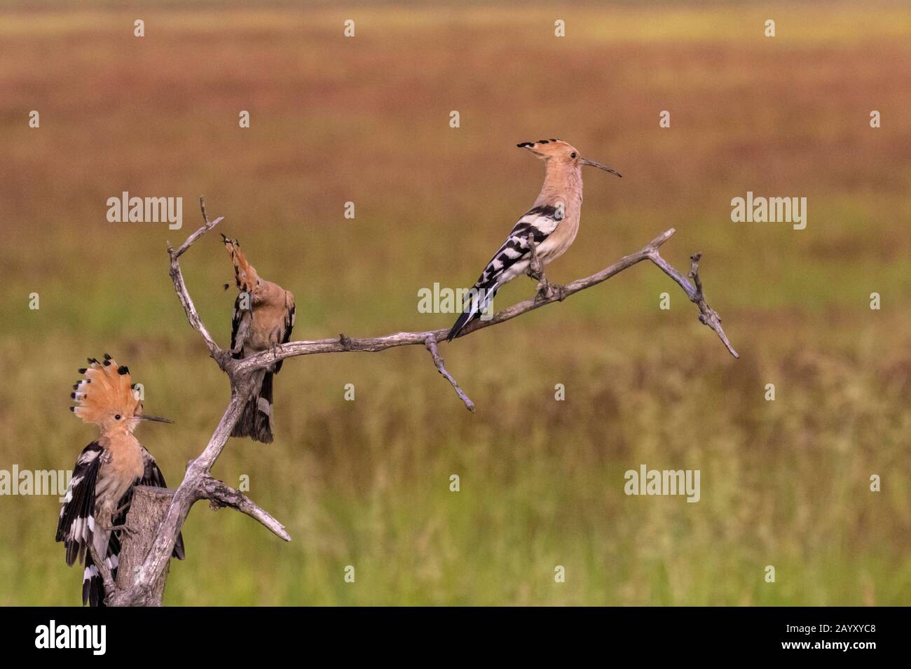 Drei eurasische Hoopos, Upupa-Epops, in einem alten Baum sitzend, Nationalpark Kiskunsági Nemzeti, Ungarn Stockfoto